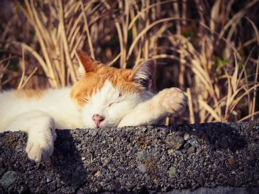 猫