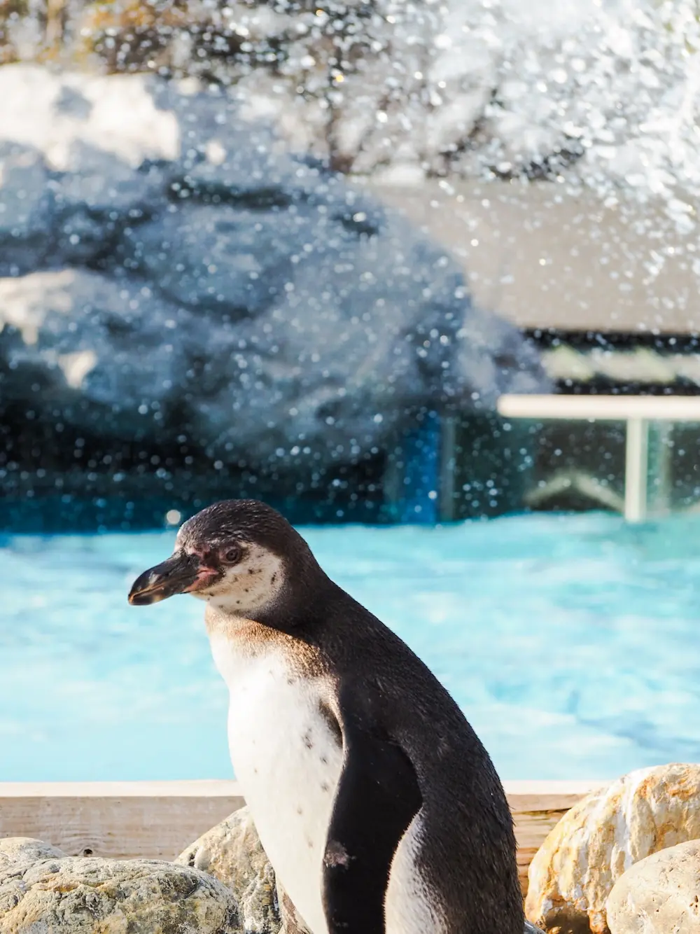 ペンギン