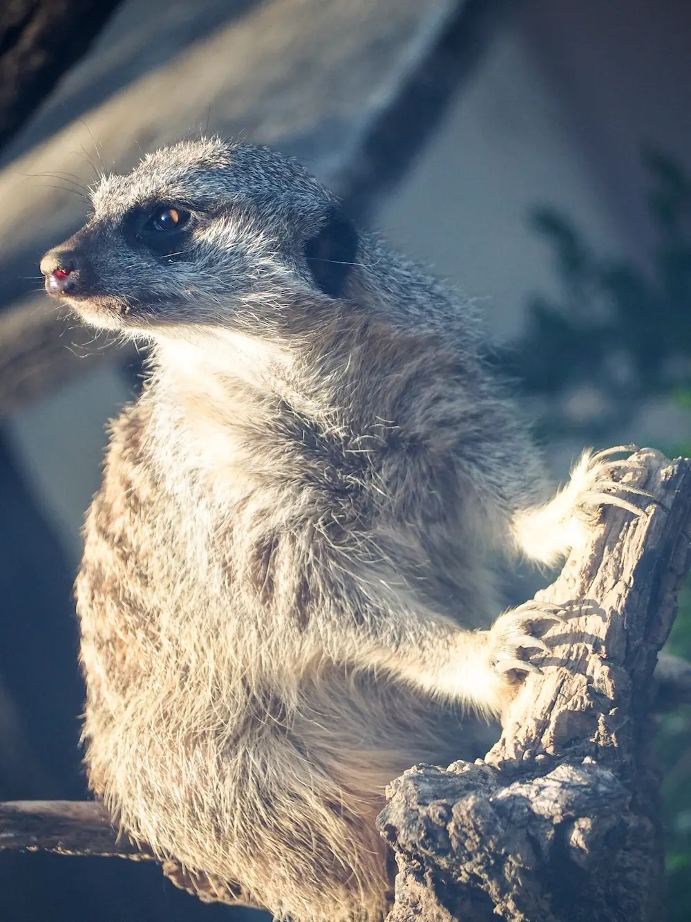 子供動物公園
